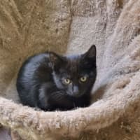 Photo of Mouse