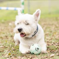 Photo of Scottie