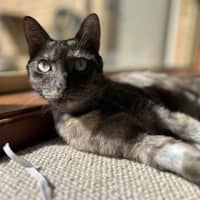 Photo of Petra