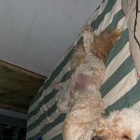 Photo of Chewy Clausen 