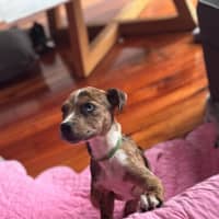 Photo of Bindi