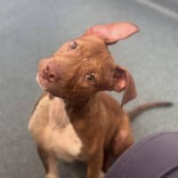 Photo of Sassy   4 Month Old American Staffy X