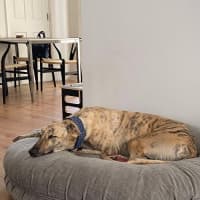 Photo of Bear, The Greyhound