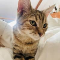 Photo of Chloe   Located In Wallan