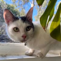Photo of Junipurr