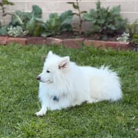 Photo of Archie