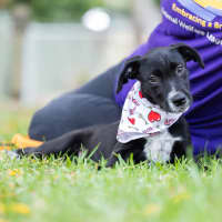 Photo of Captain Isaac Higgintoot