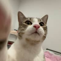 Photo of Artemis & Apollo