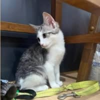 Photo of Annie