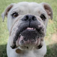 Photo of Stormin Normin