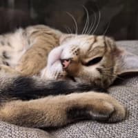 Photo of Nala