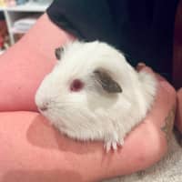 Photo of Helmet / Earmuff