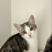 Photo of Aurelia