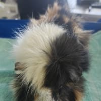 Photo of Pedro