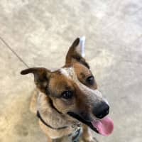 Photo of Squire