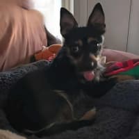 Photo of Ernie (8988)