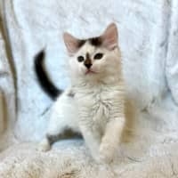 Photo of Emma (Baby Spice)   In Foster In Templestowe