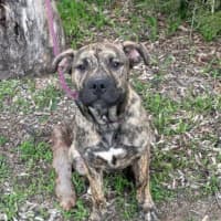 Photo of Sargent Stripes