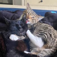 Photo of Jinx (With Bruni)
