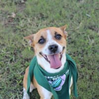Photo of Spud