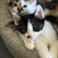 Photo of Cinnamon, Nutmeg, Pepper, Willow & Greg