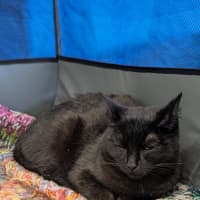 Photo of Buffy 