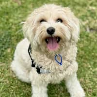 Photo of Penny   1 Year Old Cavoodle