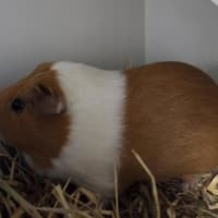Photo of Crispy (Bonded With Cinnamon)