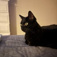 Photo of Nyx