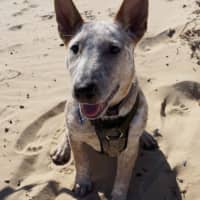 Photo of Xena