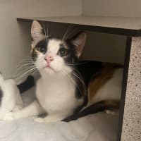 Photo of Fifi