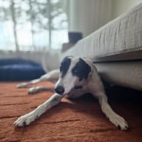 Photo of Bessie, The Greyhound