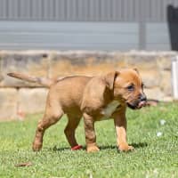 Photo of Brownie