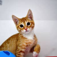 Photo of Aster