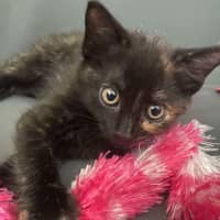 Photo of Diana (K40)