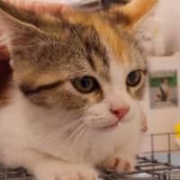 Photo of Leticia The Lemon