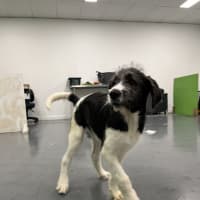 Photo of Daphne