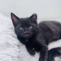 Photo of Pumpernickle Aka Pumpster