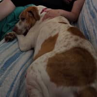 Photo of Buddy