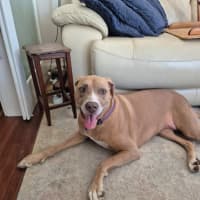 Photo of Bonnie   7 Year Old Ridgeback X