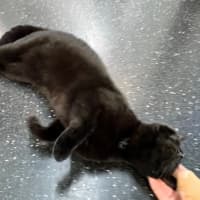 Photo of The O.G Batman