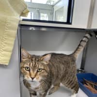 Photo of Hank