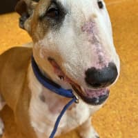 Photo of Indy