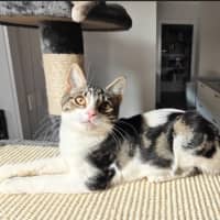 Photo of Birdie (Was Orchid)