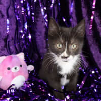 Photo of Rivet