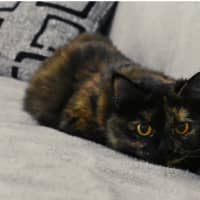Photo of Shanti