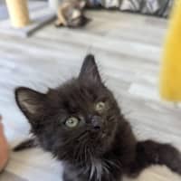 Photo of Benji (Female)