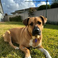 Photo of Brandi   3 Year Old Staffy X Shar Pei