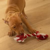 Photo of Aspen   4 Month Old Staffy X