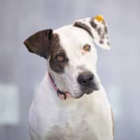 Photo of Roxy